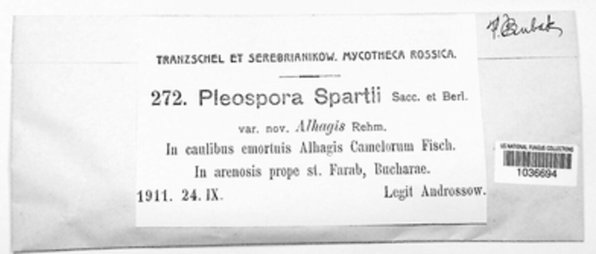 Pleospora spartii image